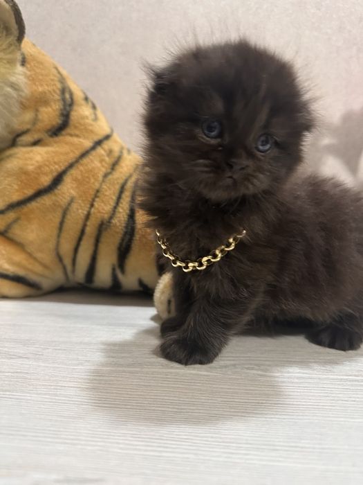Продаём котят, родились 1 августа, порода вислоухие длинношерстные.