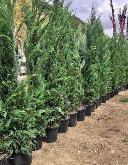 Plante Ornamentale