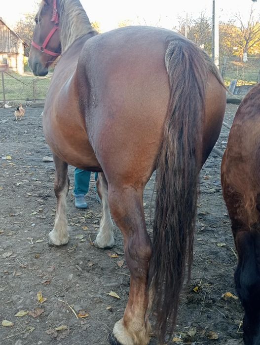 Iapa de 8 ani de vânzare