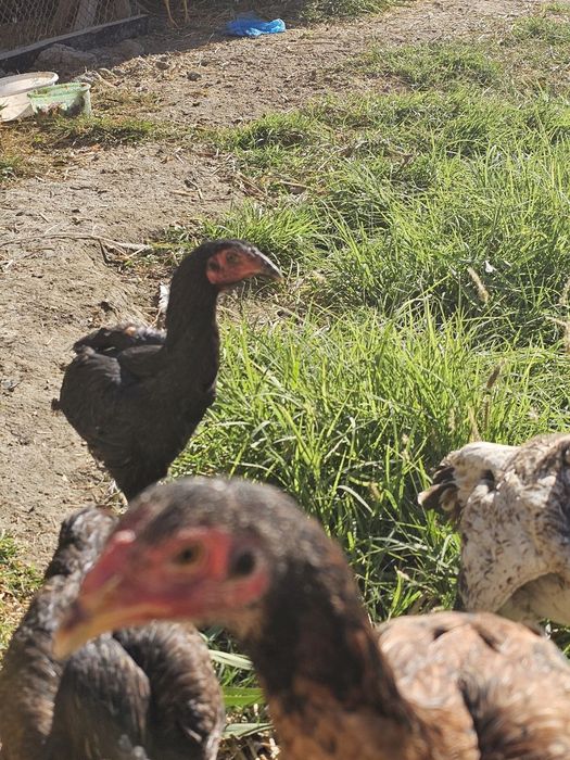 Yosh zotdorchala sotiladi