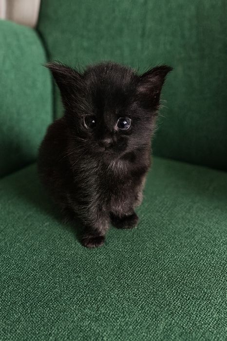 Котята породы Мейн Кун