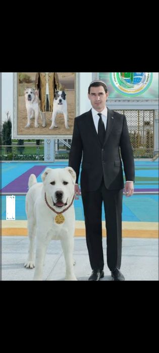 Аллабай туркман бартер тоза зот