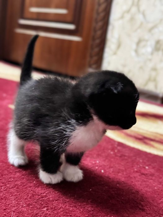 Продается котята