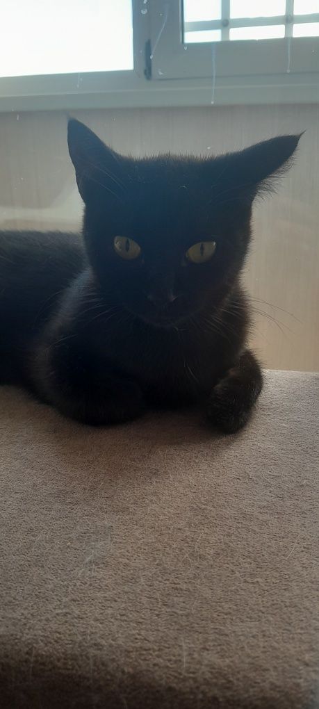 Срочно раздам котят