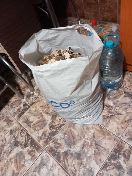 Ciuperci medicinale coada curcanului