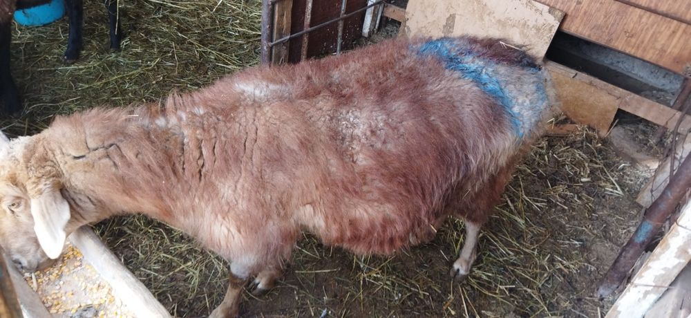 Саулык кой сатылады