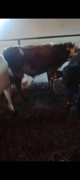 Продам 7 бычковвв