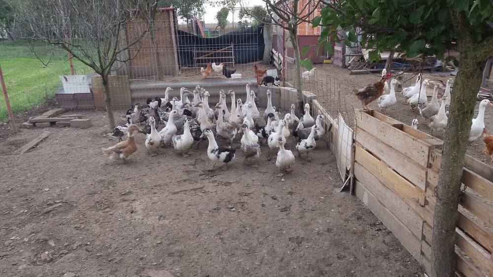 Vând rate macaitoare și gâște americane și albe țăranesti