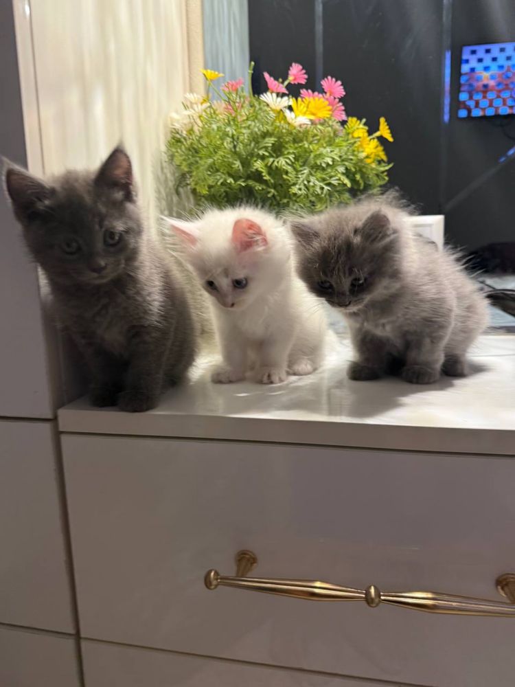 Мама кошка с котатями , 1 девочка 2 мальчик