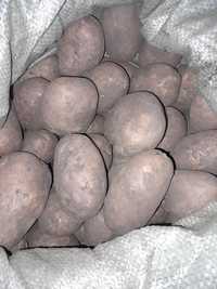 Продам картофель в Алге