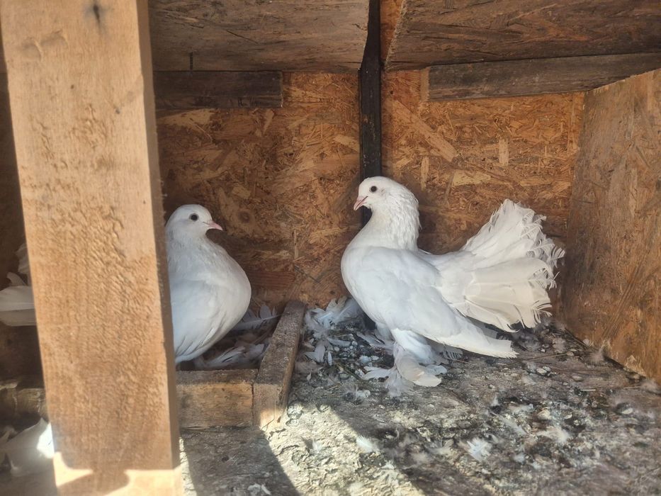 Porumbei albi pentru nunti