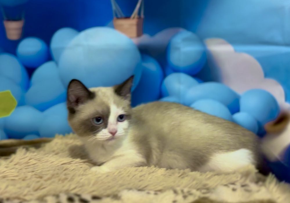 Рагдол    Регдол