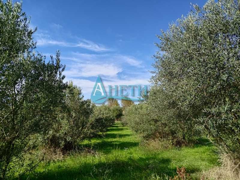 Парцел 2000м2+50маслинови дървета с.Волви Аспровалта Гърция пром.вода