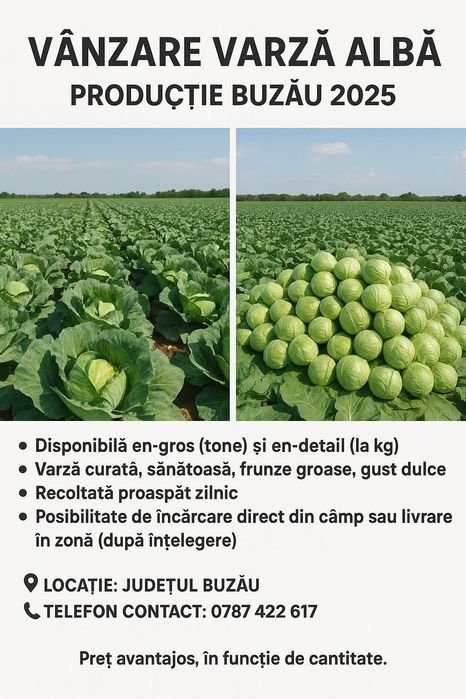 Vând varza de Buzau