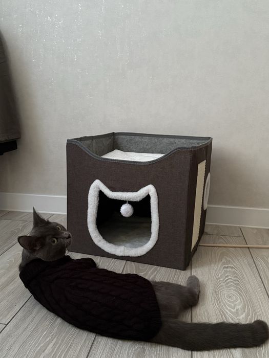 Отдам котенка девочку