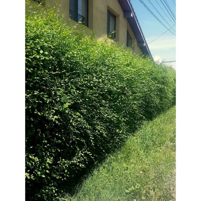 Lemn cainesc / ligustrum. Gard viu verde iarna permanent verde, minune