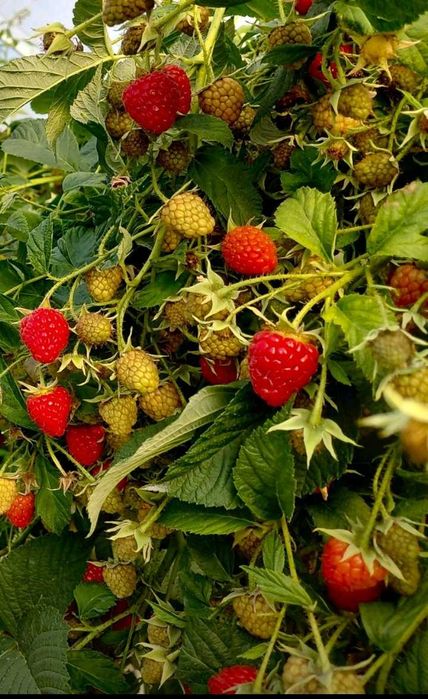 Разсад МАЛИНИ, мапема, енросадира, амира и др. ГОЛЕМИ КОЛИЧЕСТВА !