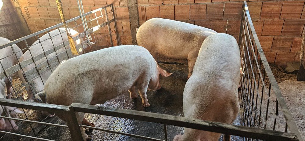 Големи кастрирани прасета