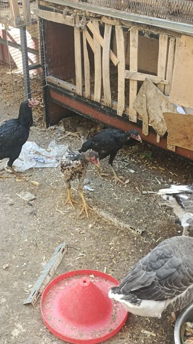 Sotiladi optomga donagayam