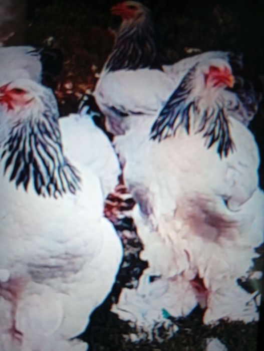 Vind puicuțe de rasă Brahman foarte frumoase toate ouă