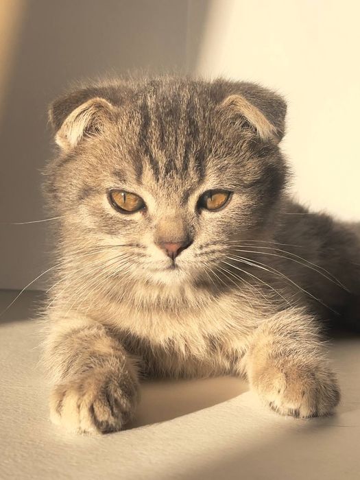 Котенки скотш + британский