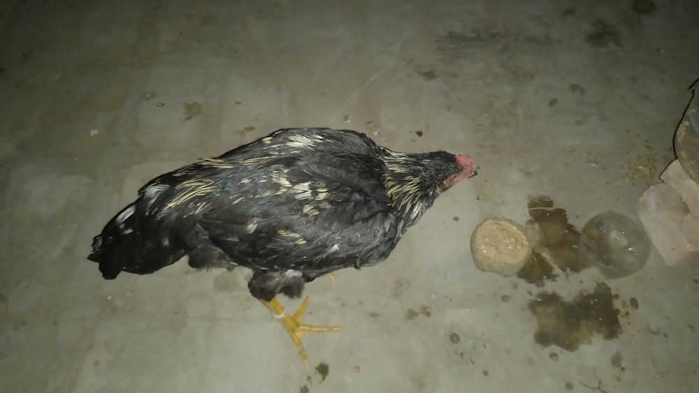 Куланги хуроз йахши холатта