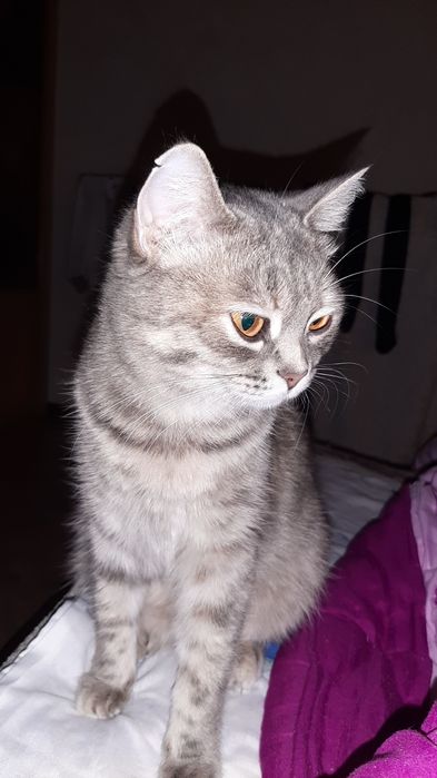 Отдам кошку в добрые руки