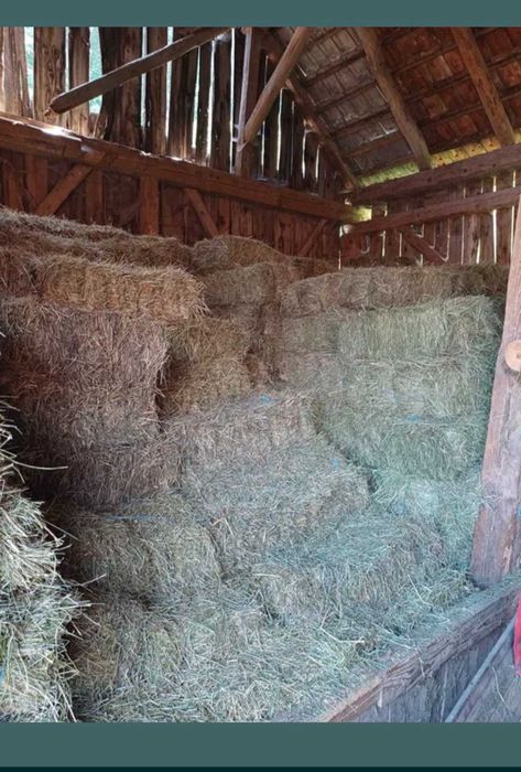 Vând baloți de lucernă și fân