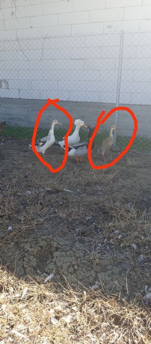 Vând sau schimb rate indiene