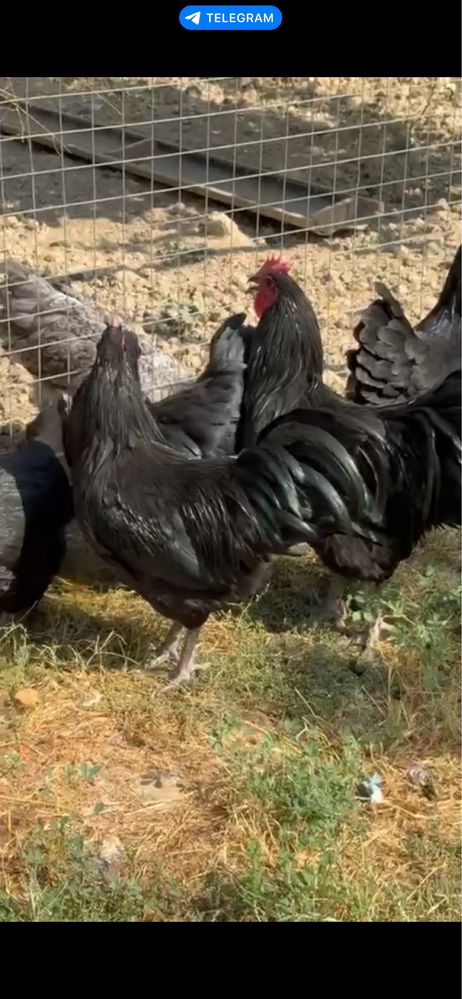 Австралорп Australorp — мясо-яичная порода циплята jo’ja жўжа