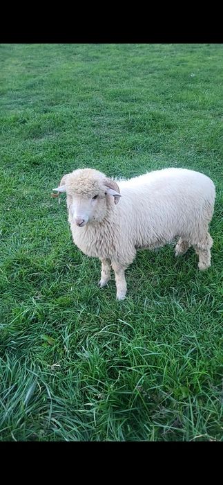 Berbecuț bal  aspru in lana