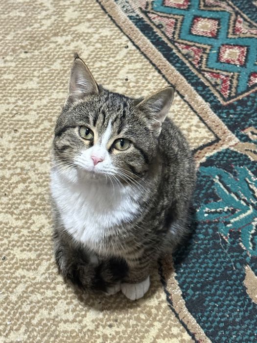 Игривая, милая кошечка даром