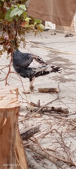 Induk sotiladi juda katta