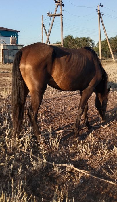Бие (саунды) Актобе.750 000