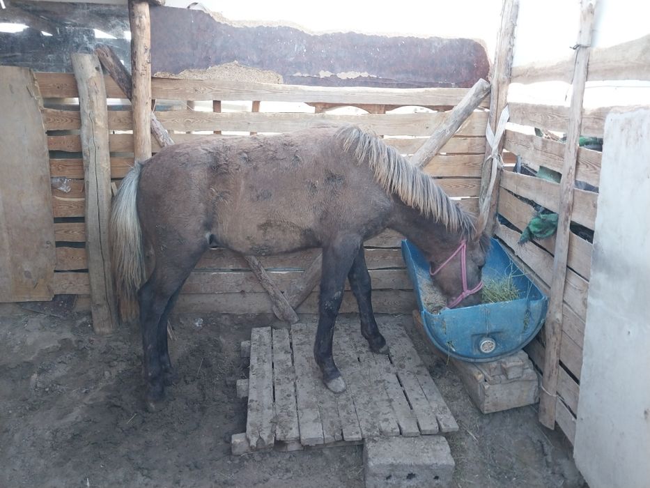 Семіііз жабағы сатылады