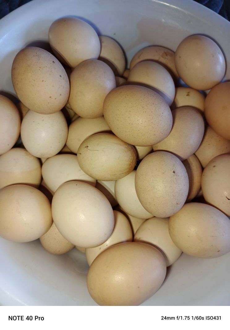 Brama tuxumlari sotiladi