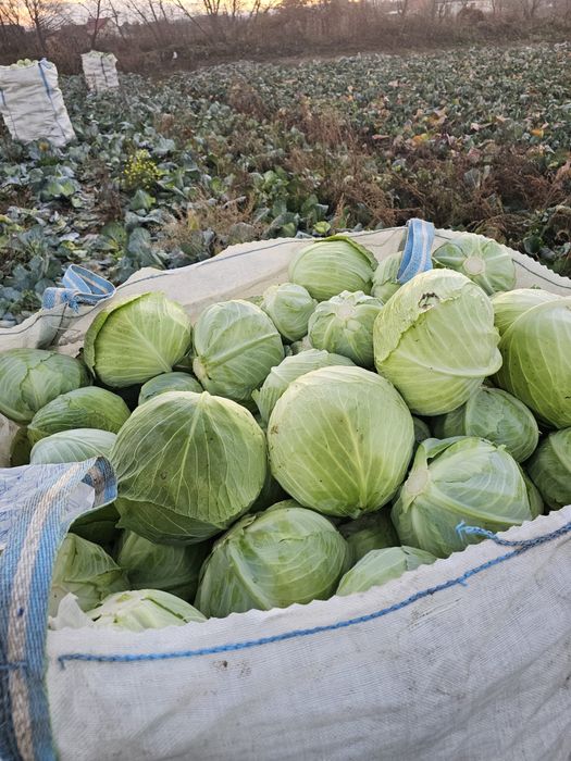 Varza plata taiat proaspat calitate superioara pentru murat,pastrare