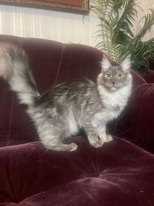 Maine Coon cu părinții campion