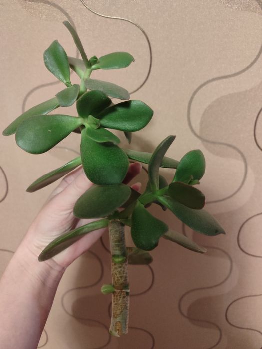 Отростки денежное дерево, а другой незнаю название