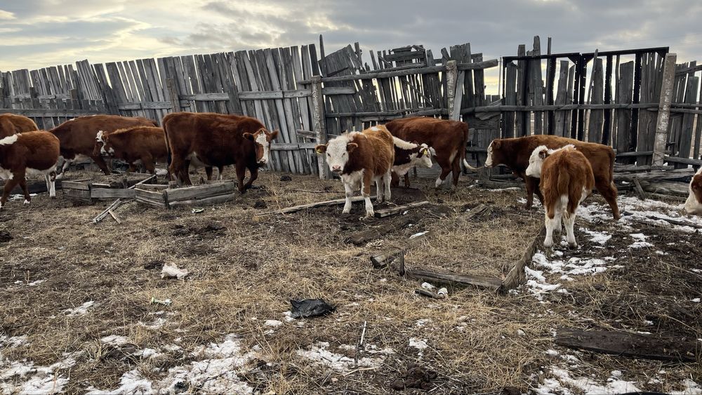 Продам Коров с телятами