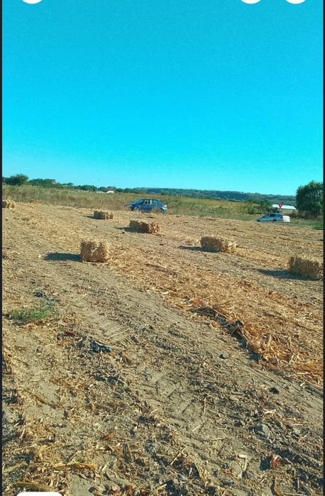 Vând baloți coceni!!