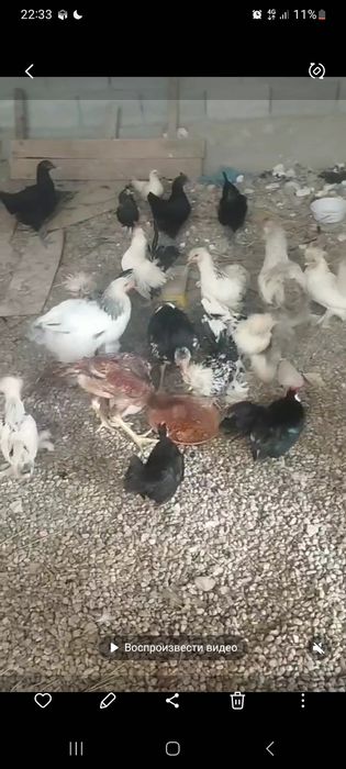 koreyskiy zotli tovuqlar sotiladi