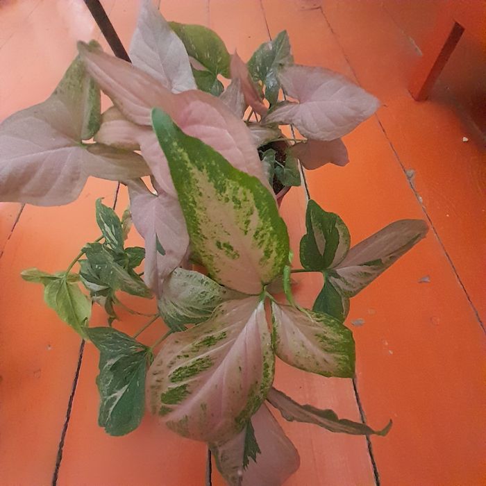 Сингониумы разные