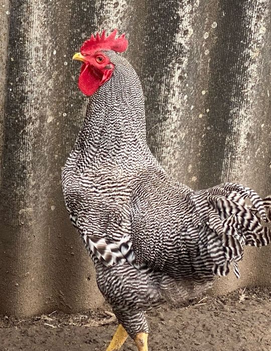 Vând cocoși plymouth