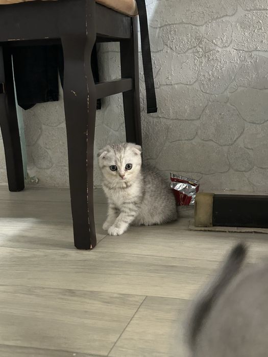 Девочка вислоухая готова к переезду