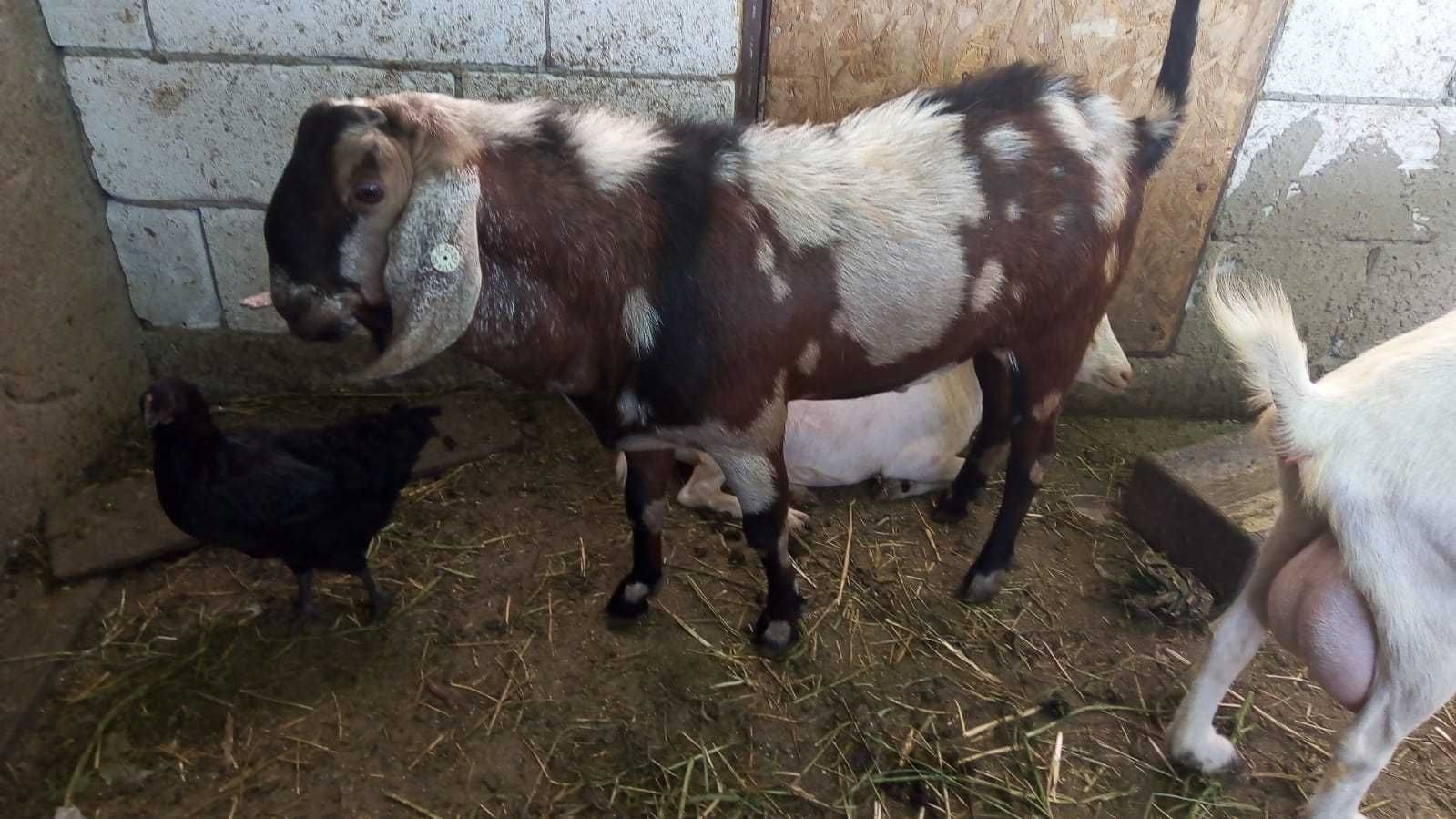 Vand tap TANAR anglo nubian cu pedigree