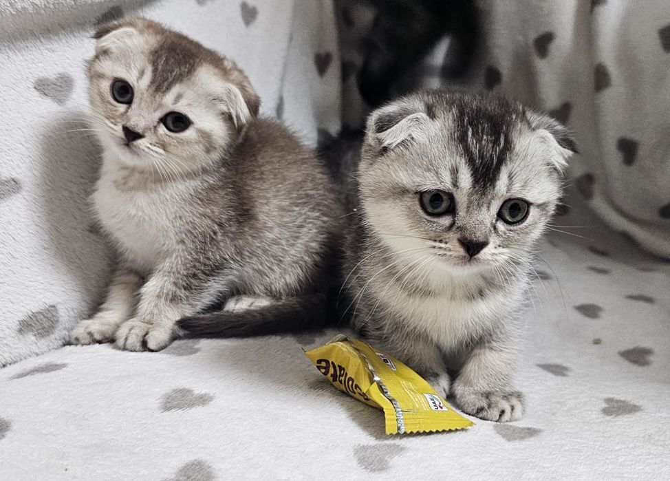 Котятки вислоухие