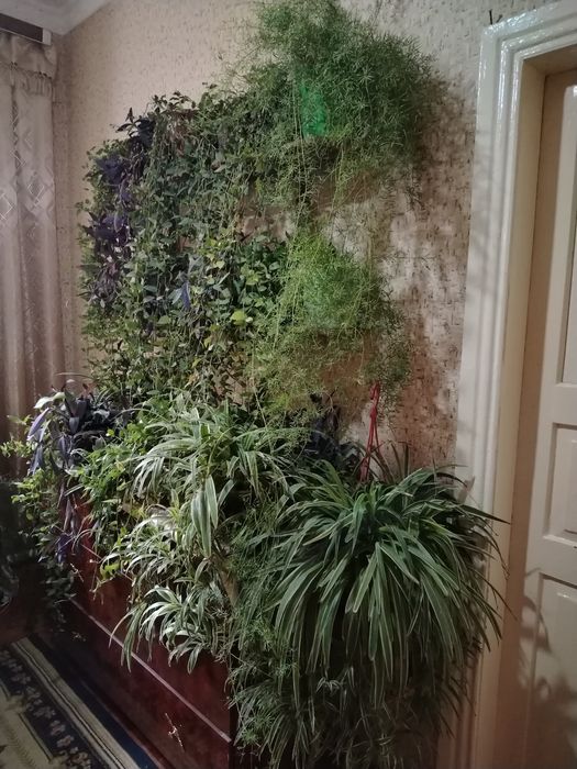 Комнатные цветы.