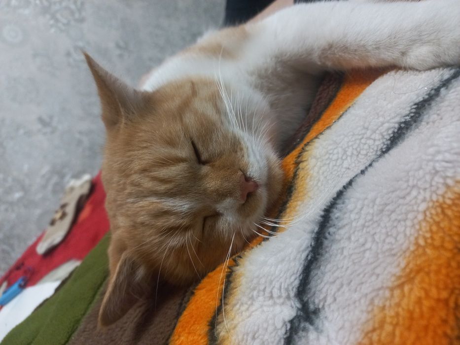 Отдам только хорошие руки кот персидский хороший