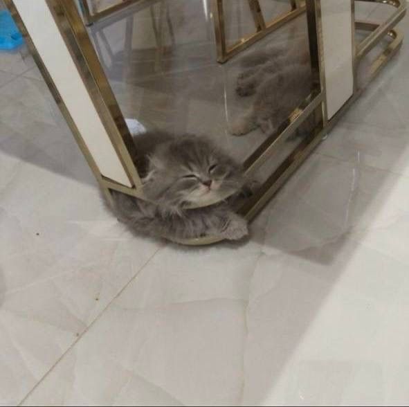 Потерялась киса.